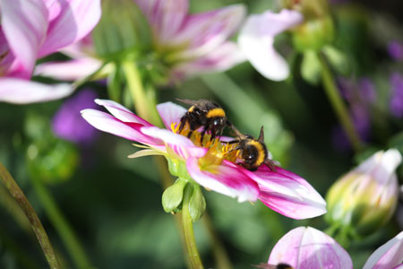 Bumble-Bees-on-a-Flower-Knocked-Over.jpg