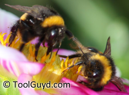 Bumble Bees on a Flower Closeup