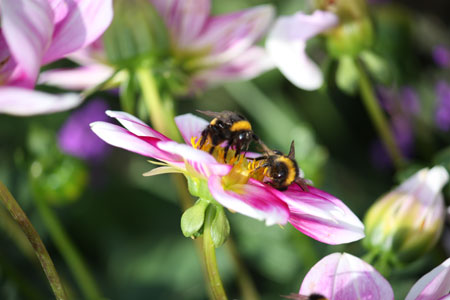 Bumble Bees on a Flower Knocked Over