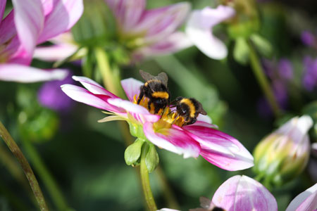 Bumble Bees on a Flower